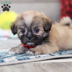 Taylor, Lhasa Apso Puppy